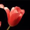 letulip
